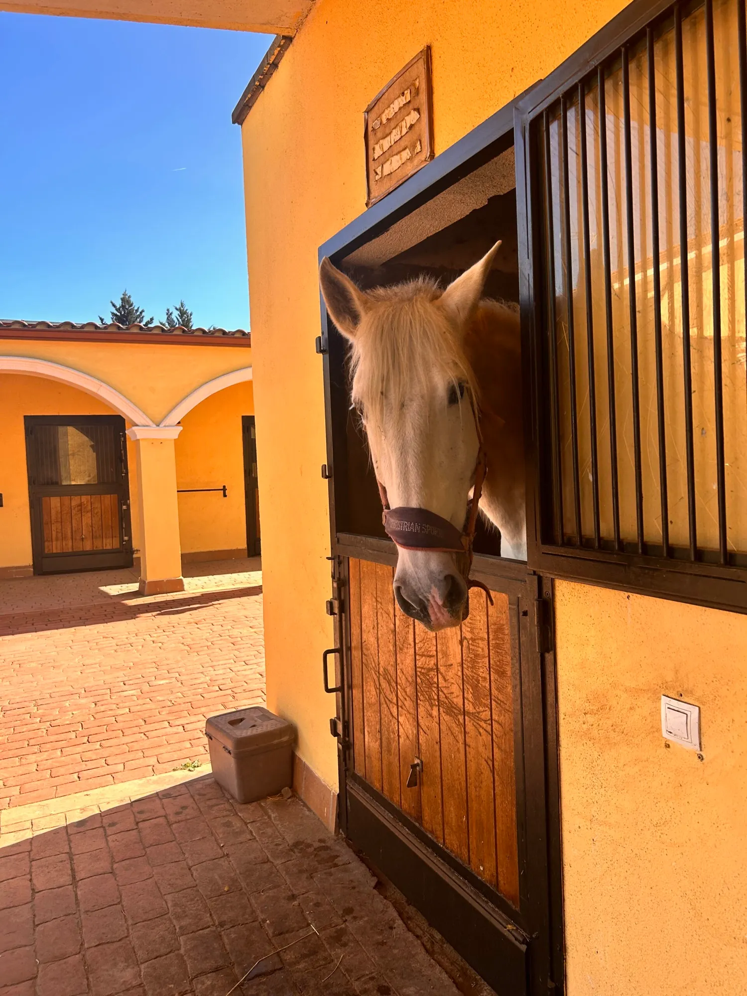 Caballo tordo asomado a su box