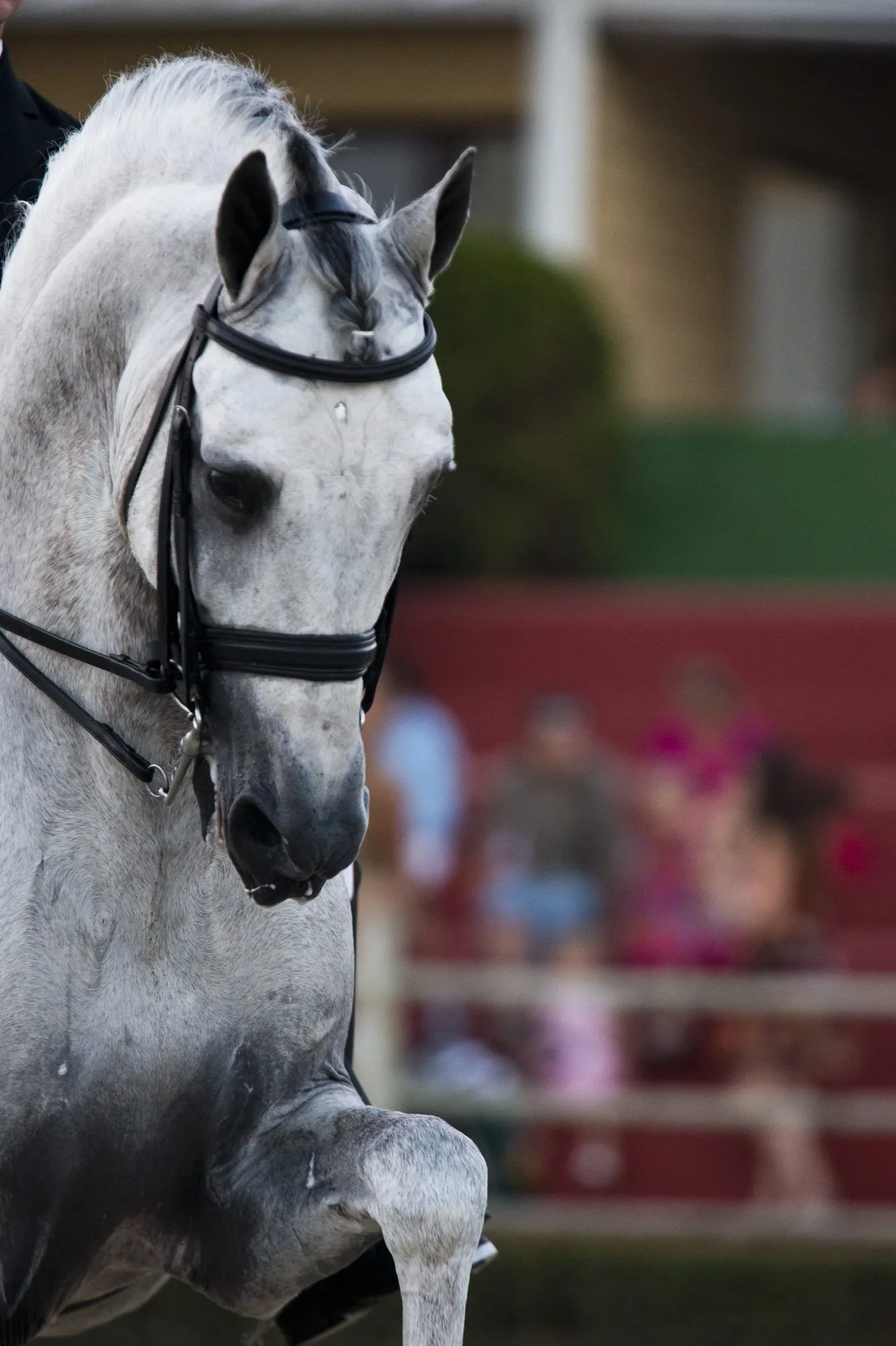 Caballo tordo en primer plano