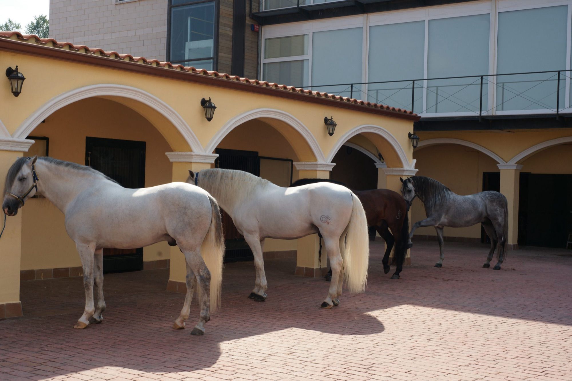 Caballos blancos bajo los arcos de las cuadras