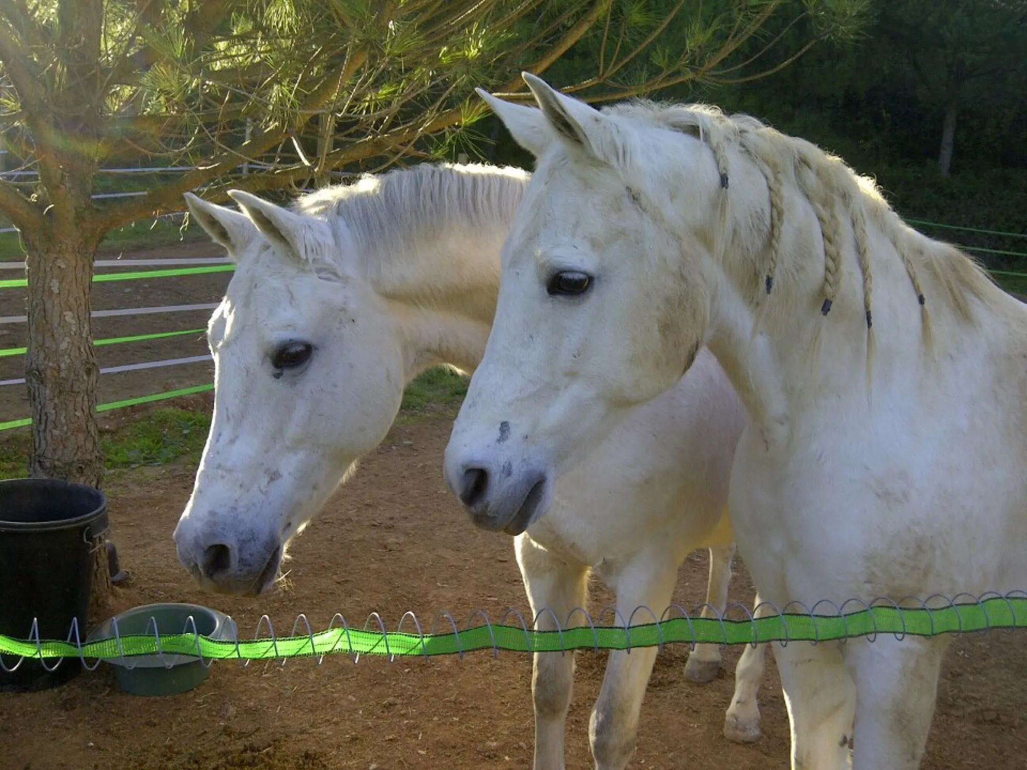 Dos caballos blancos juntos en el paddock