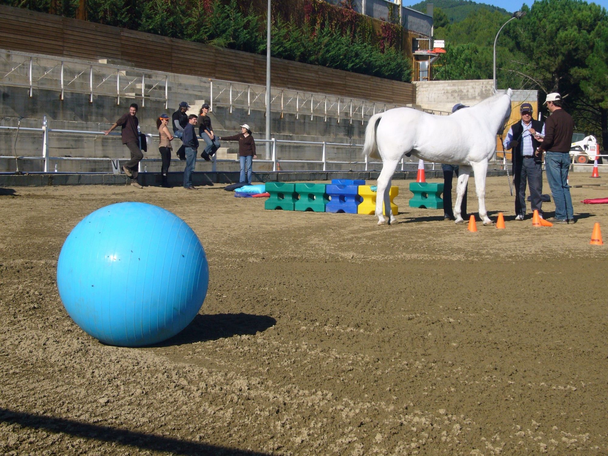 Equipo de empresa trabajando con un caballo blanco en la pista