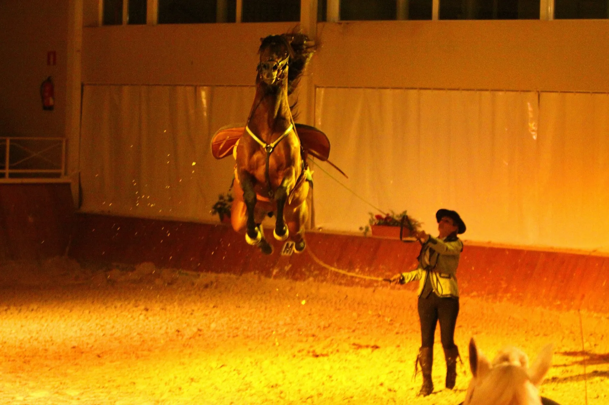 Caballo en levada durante un espectáculo nocturno