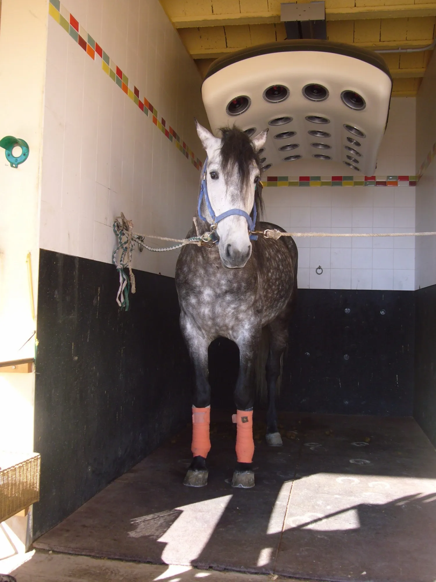 Caballo tordo en el solárium